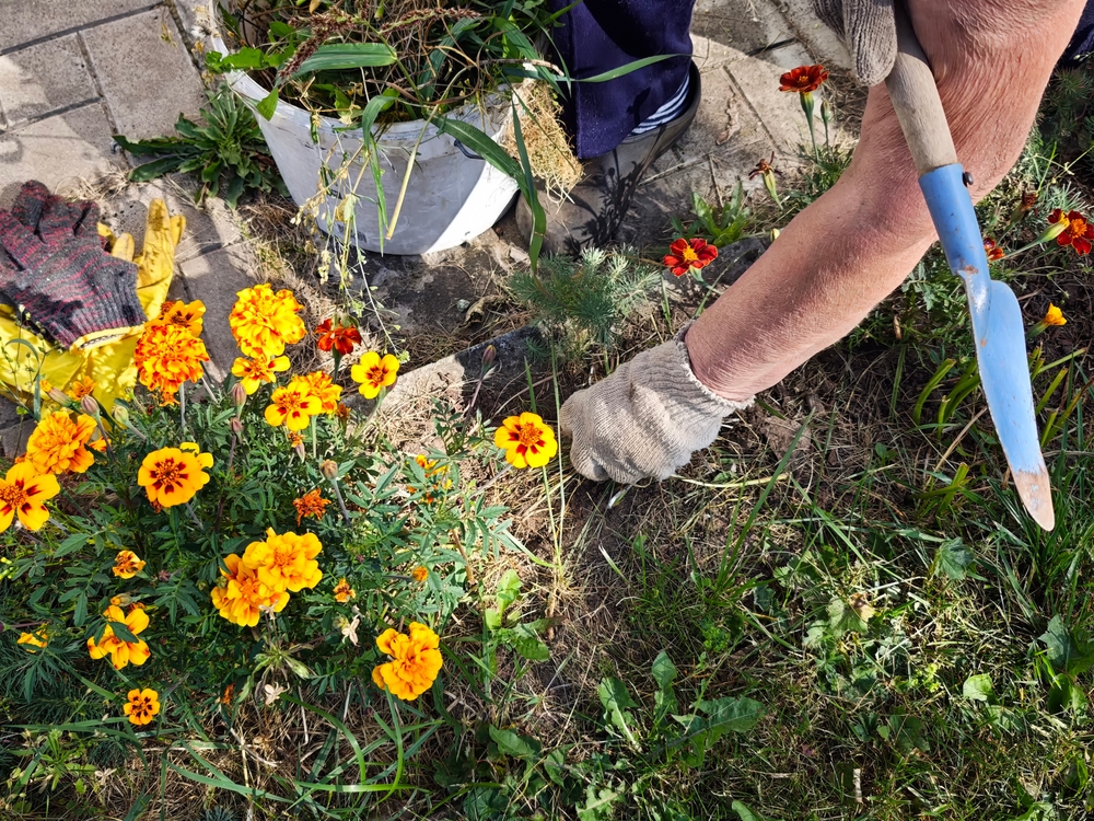Individual,Is,Cultivating,A,Flower,Bed,Filled,With,Bright,Marigold